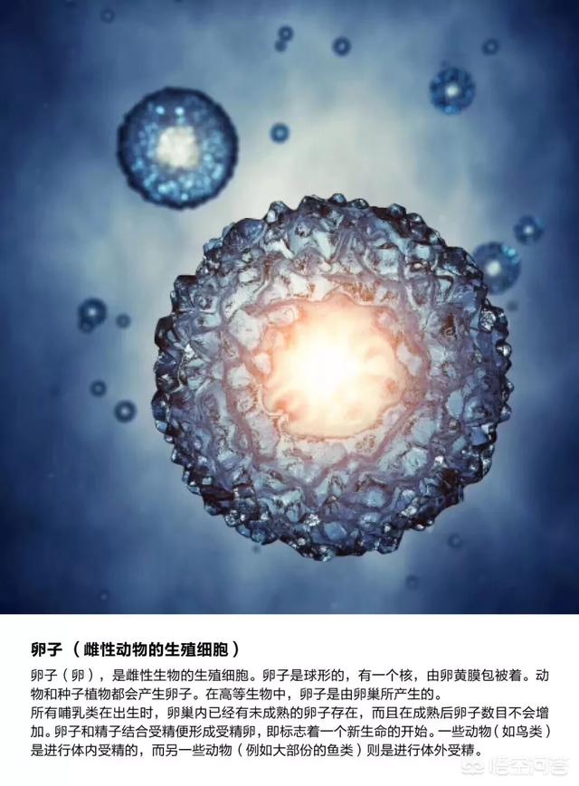 所谓的卵巢保养真的有用吗,卵巢保养十大秘密女性必看