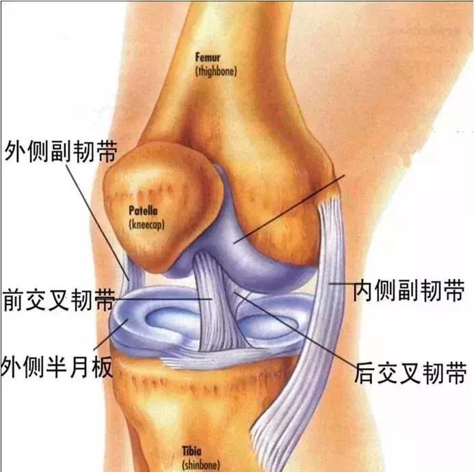 关节镜下前交叉韧带重建术后康复锻炼