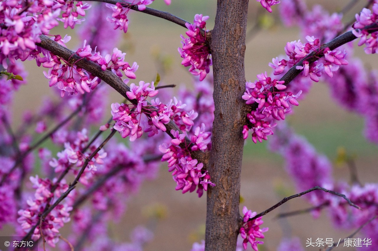 在春暖花开的时节,在春暖花开的美好季节