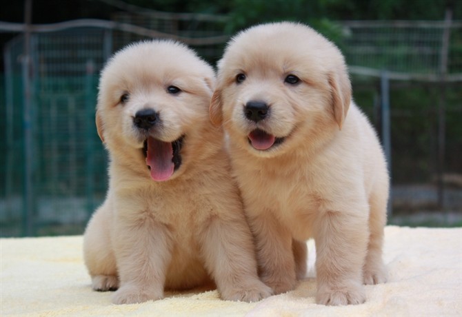 狗狗走路扭屁股是不是髋关节问题,狗狗走路摇晃是什么病