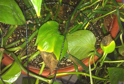 儿童除甲醛的最好方式,甲醛中毒患者的除醛血泪史