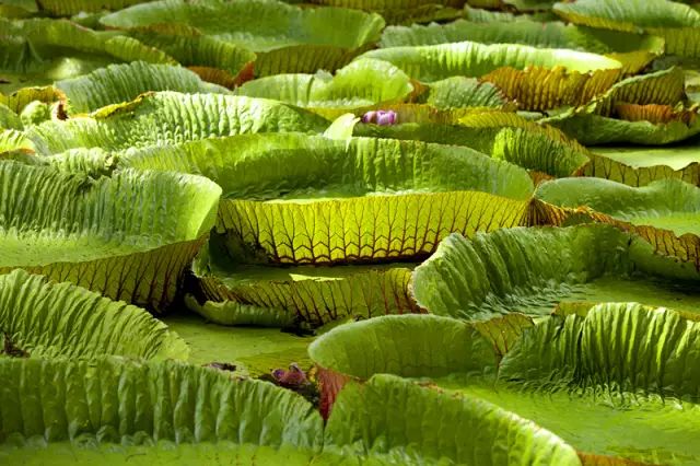 绝色天堂毛里求斯，你想要的干货攻略全在这里了！