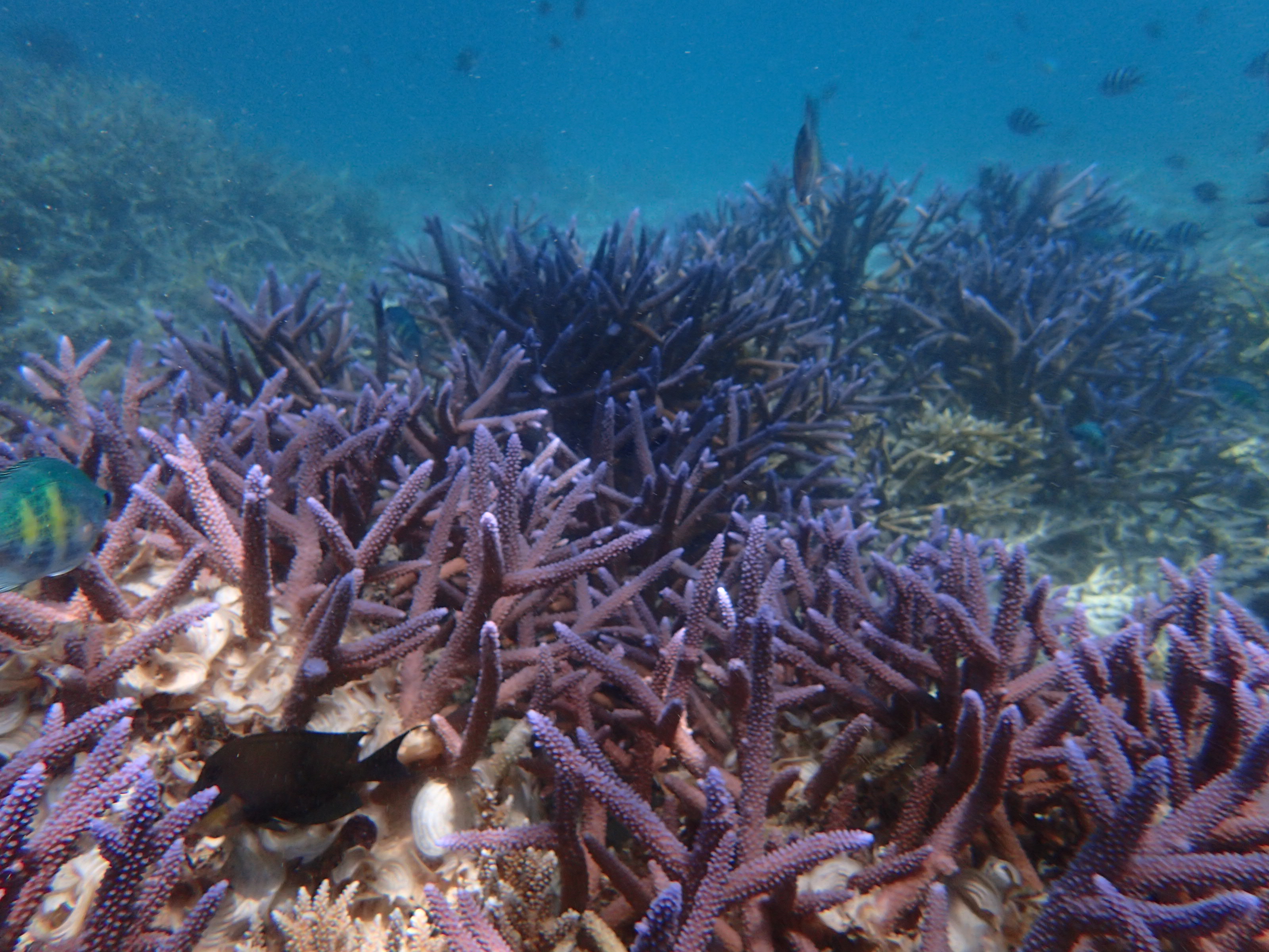 浮潜带小朋友怎么玩,帕劳亲子浮潜