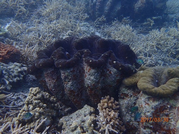 浮潜带小朋友怎么玩,帕劳亲子浮潜