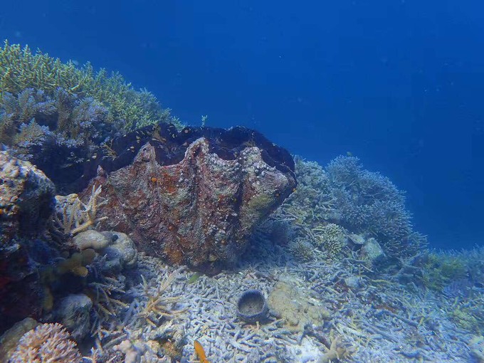 浮潜带小朋友怎么玩,帕劳亲子浮潜