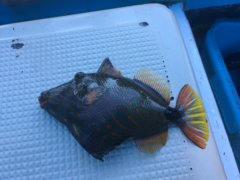 浮潜带小朋友怎么玩,帕劳亲子浮潜