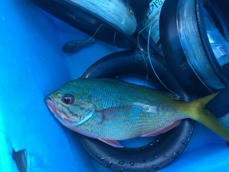 浮潜带小朋友怎么玩,帕劳亲子浮潜