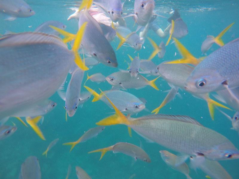 浮潜带小朋友怎么玩,帕劳亲子浮潜