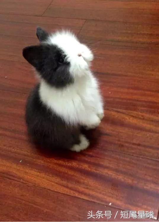 兔子吃菜需要注意什么,兔子吃什么菜不容易生病