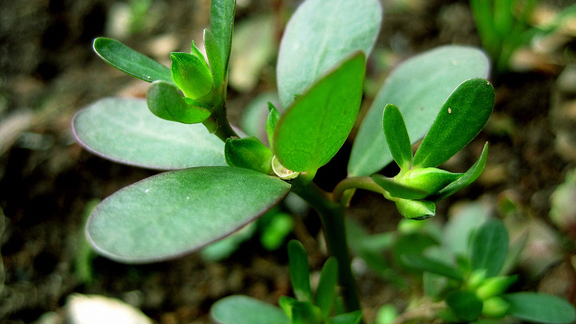 癌细胞最怕的一种野草是什么草,癌细胞最怕的一种野草