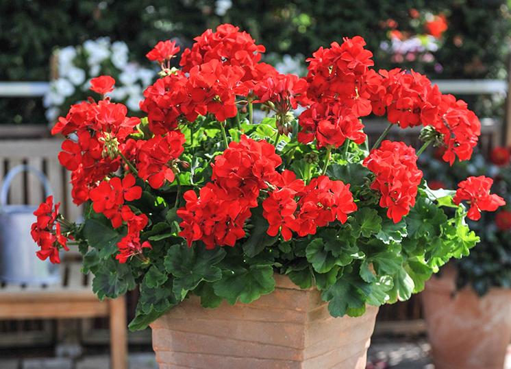 刚收到的天竺葵幼苗应该怎样养护,天竺葵的养护视频