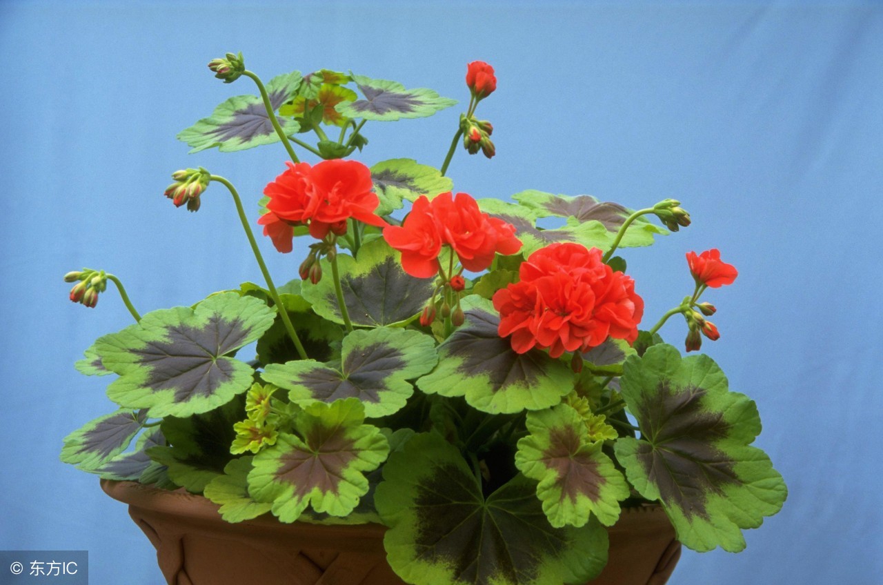 刚收到的天竺葵幼苗应该怎样养护,天竺葵的养护视频