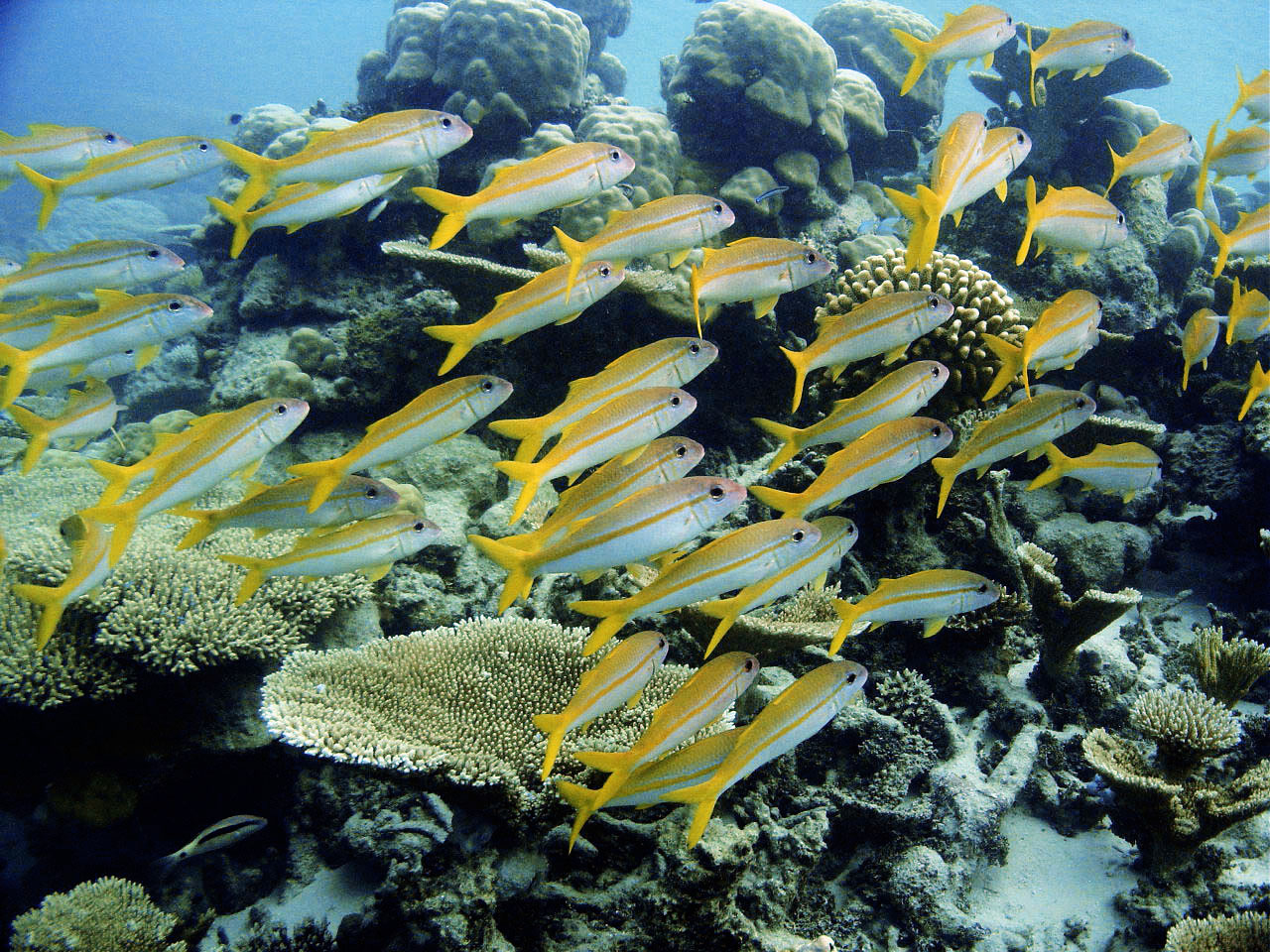 马尔代夫该怎么选岛,马尔代夫海岛选择