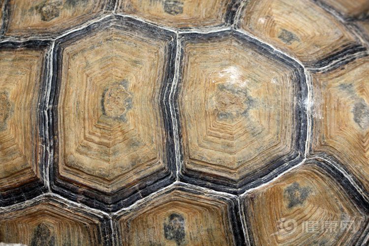 龟甲有止血作用吗,龟甲药用有什么