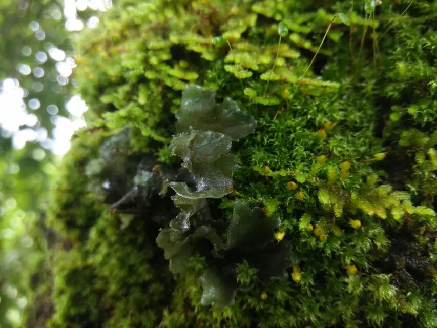 骑行云南山路是不是特别多,骑行滇藏困难处