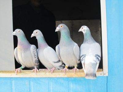 怎么能快速调理赛鸽,赛鸽如何调理能飞出好成绩