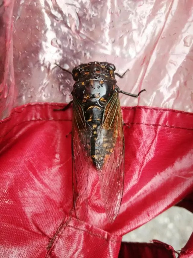 骑行云南山路是不是特别多,骑行滇藏困难处