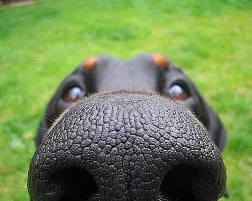 因为太爱狗鼻子，这帮老外搞了个“拜黑鼻头”神教！