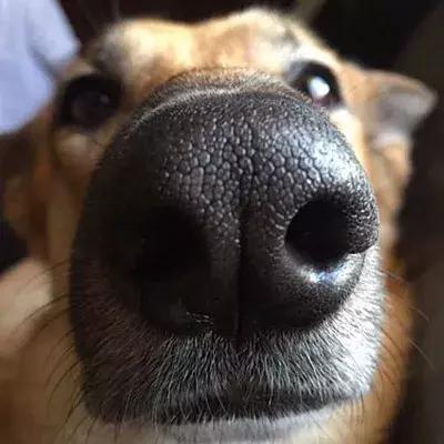 因为太爱狗鼻子，这帮老外搞了个“拜黑鼻头”神教！