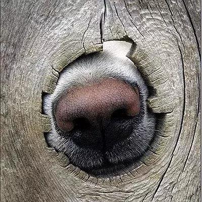 因为太爱狗鼻子，这帮老外搞了个“拜黑鼻头”神教！