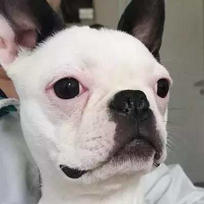 因为太爱狗鼻子，这帮老外搞了个“拜黑鼻头”神教！