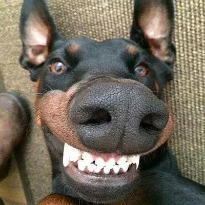 因为太爱狗鼻子，这帮老外搞了个“拜黑鼻头”神教！