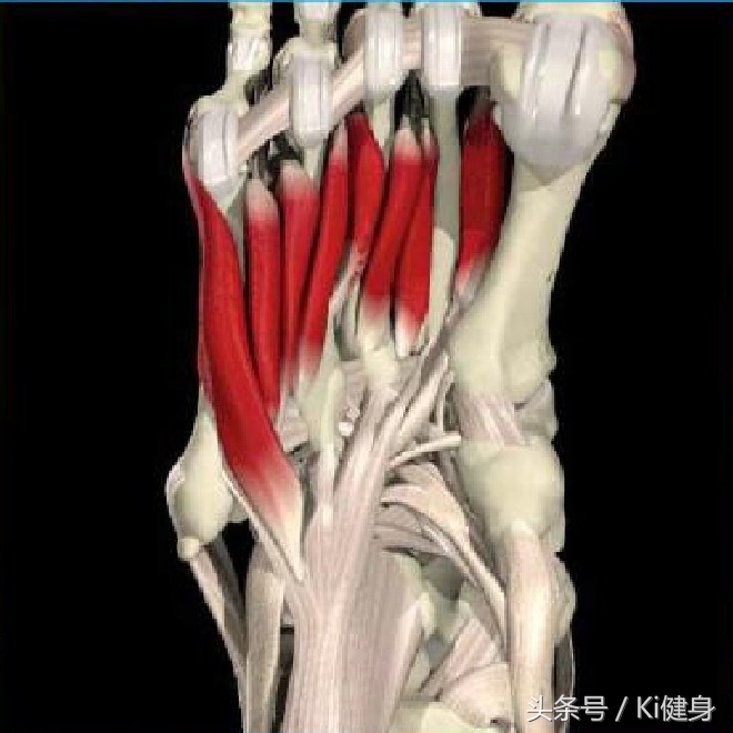 足部运动学,足部解剖及常见问题