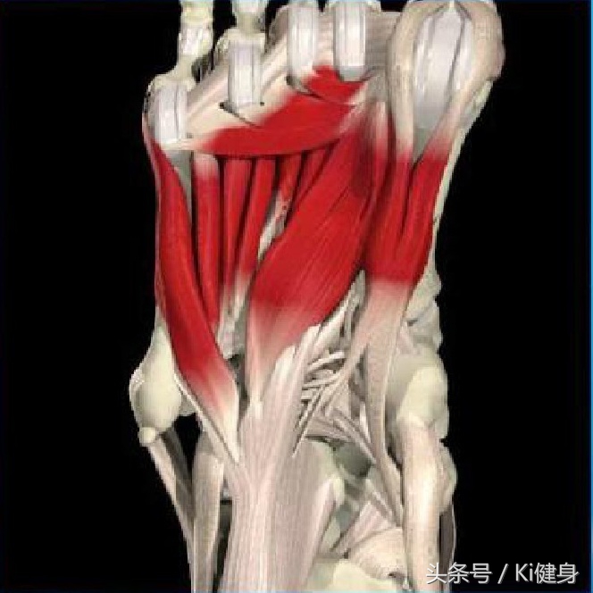 足部运动学,足部解剖及常见问题