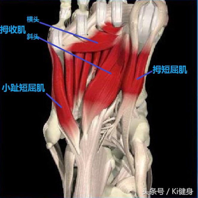 足部运动学,足部解剖及常见问题