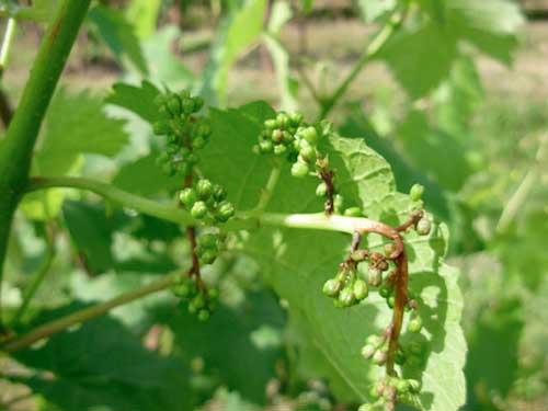 葡萄疫病用什么杀菌剂好,防治葡萄病害的优质杀菌剂