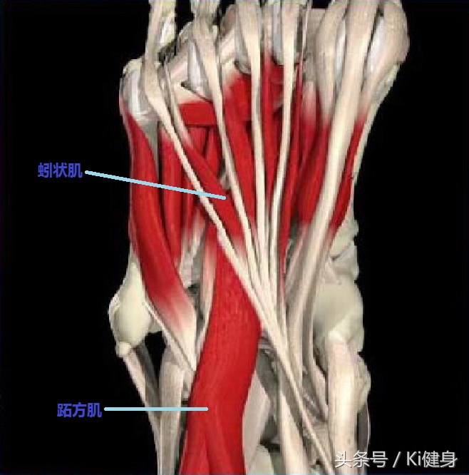 足部运动学,足部解剖及常见问题