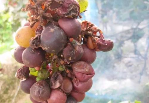 葡萄疫病用什么杀菌剂好,防治葡萄病害的优质杀菌剂