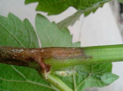 葡萄疫病用什么杀菌剂好,防治葡萄病害的优质杀菌剂