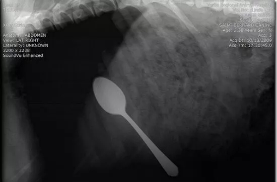 狗狗吞食异物做手术需要多少钱,狗狗不小心吞食了异物怎么办