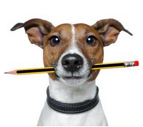 狗狗吞食异物做手术需要多少钱,狗狗不小心吞食了异物怎么办