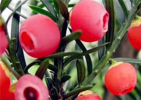 直径80的野生红豆杉值多少,2023年新鲜红豆杉果子多少一公斤