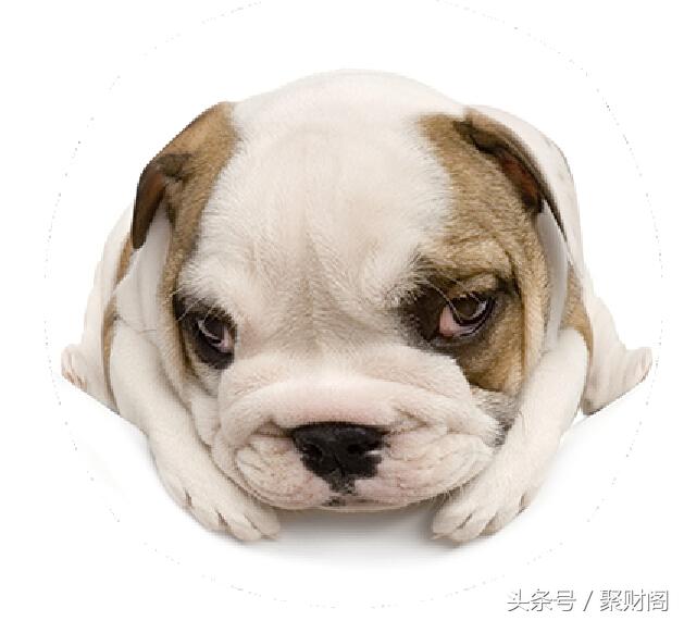 属狗人在狗年各个月份的运程,70年属狗男与属狗女运势