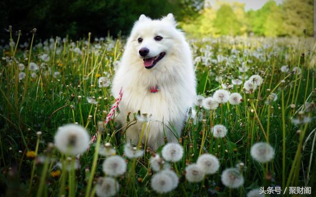 属狗人在狗年各个月份的运程,70年属狗男与属狗女运势