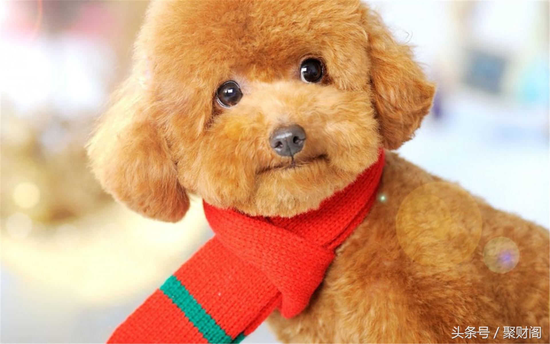 属狗人在狗年各个月份的运程,70年属狗男与属狗女运势