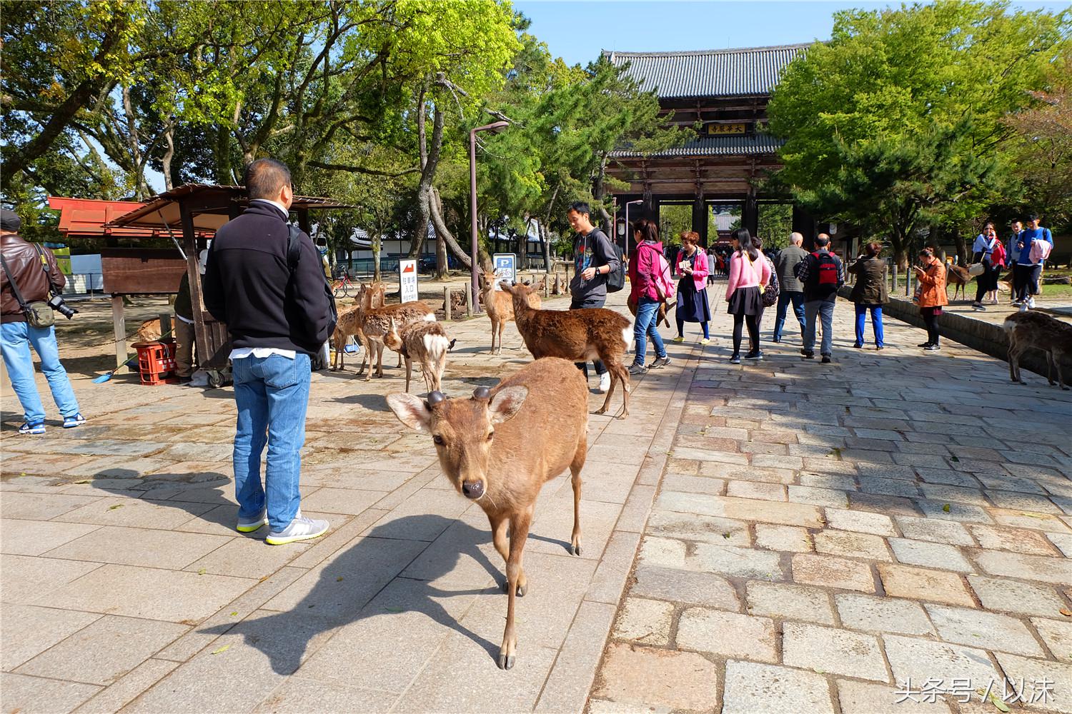 奈良喂小鹿完整版,日本奈良小鹿喂食