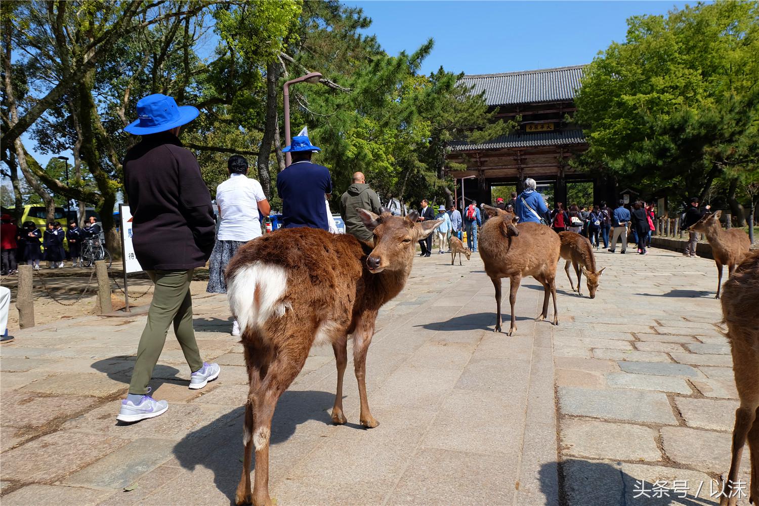 奈良喂小鹿完整版,日本奈良小鹿喂食