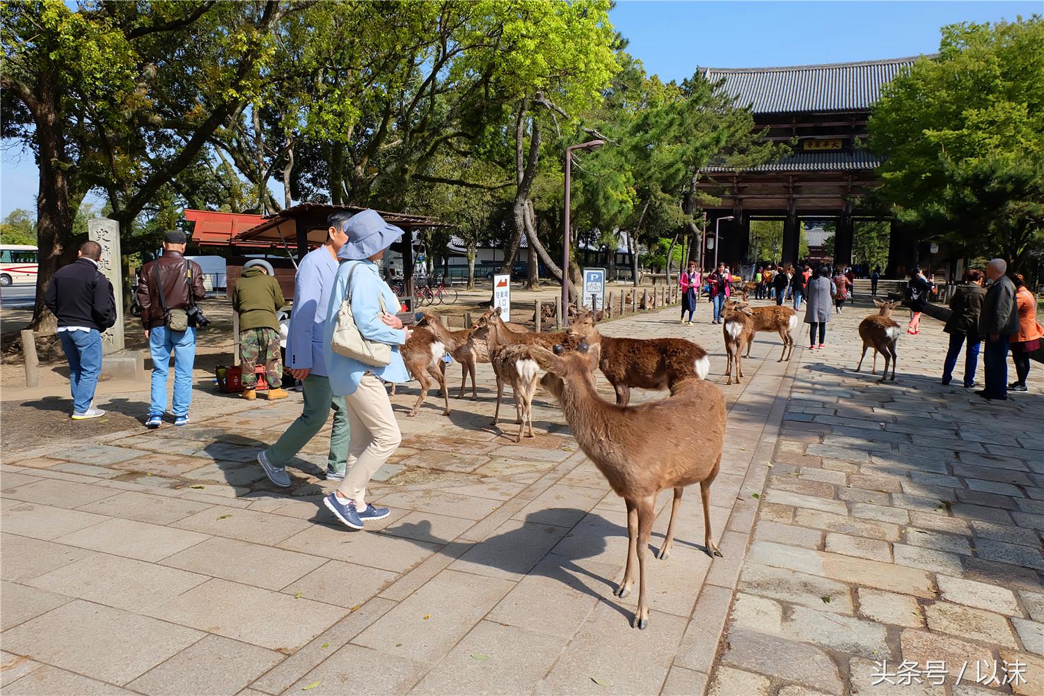 奈良喂小鹿完整版,日本奈良小鹿喂食