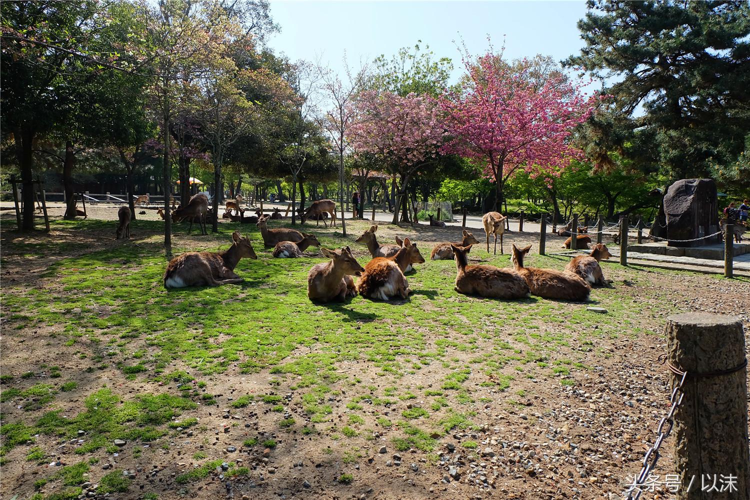 奈良喂小鹿完整版,日本奈良小鹿喂食