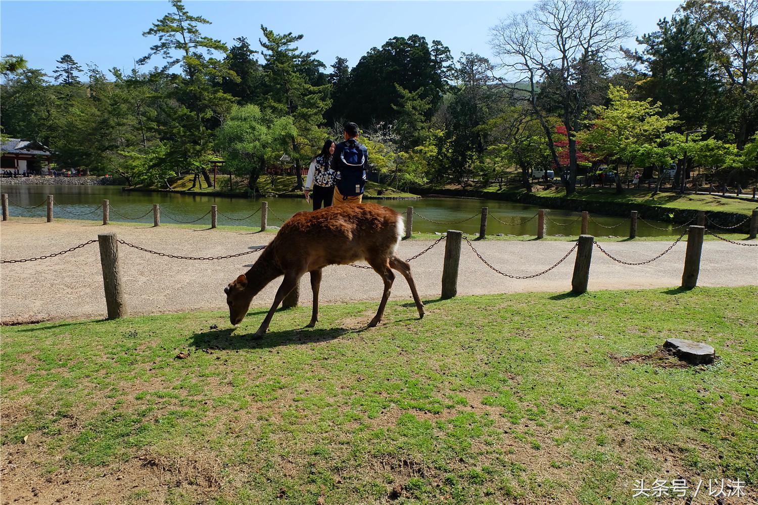 奈良喂小鹿完整版,日本奈良小鹿喂食