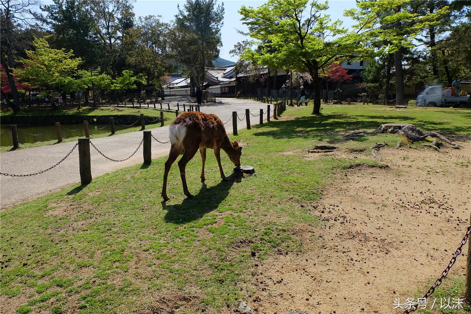奈良喂小鹿完整版,日本奈良小鹿喂食