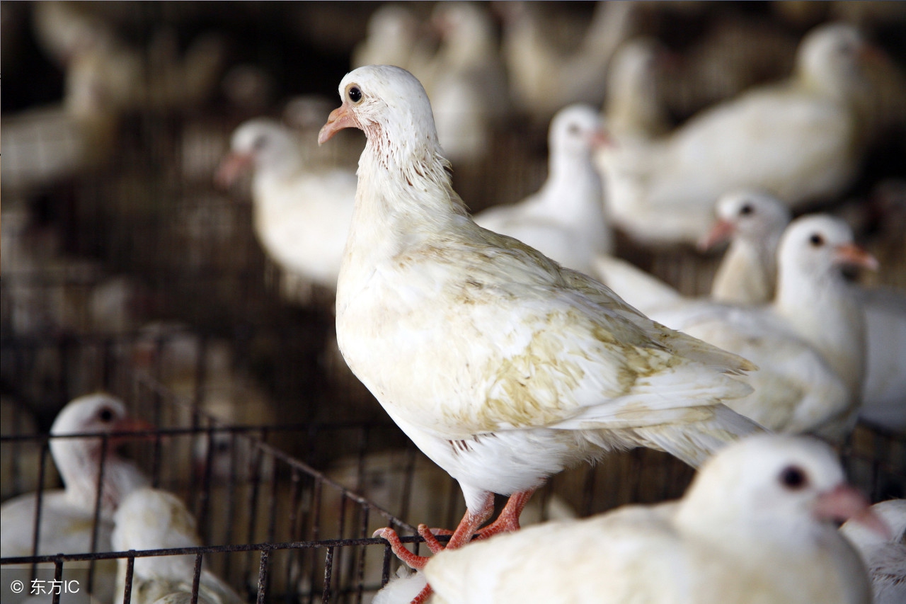 鸽子养殖前景怎样,现在养殖鸽子前景如何
