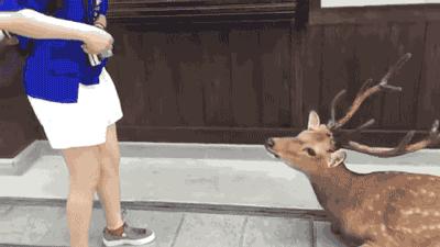 奈良喂小鹿完整版,日本奈良小鹿喂食