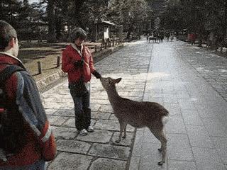 奈良喂小鹿完整版,日本奈良小鹿喂食