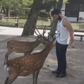 奈良喂小鹿完整版,日本奈良小鹿喂食