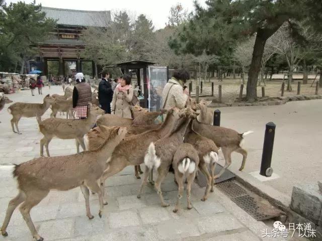 奈良喂小鹿完整版,日本奈良小鹿喂食